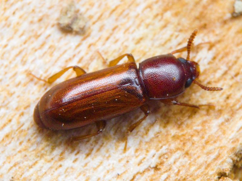 Corticeus pini Panzer, 1799